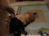 Vid�o premier pa des bebe shihtzu