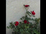 Vid�o FLEURS  CULTIVEES ET FLEURS DES CHAMPS