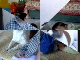 Vid�o Malcolm et Maya