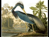 Vid�o AUDUBON  -PEINTRE ANIMALIER-
