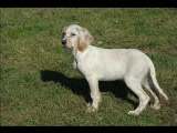 Vid�o Chiots Balda