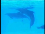 Vid�o naissance d'un dolphineau