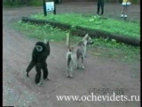 Vid�o dahk