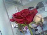 @z-a-w-a-x@.rif.cap