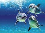 Salut tout le monde !!!