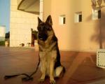 hicham