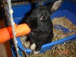 sacr�e vie de lapin