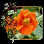 le jardin de capucine