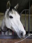 my life autour des chevaux