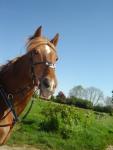 AlOuette