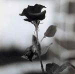 No CoLors