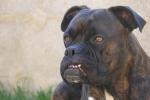 Les Chiots de Vicky