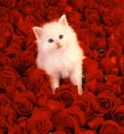 bienvenue � tous
