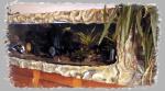 D�cors aquatiques