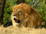 lion