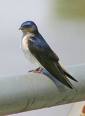 Au gr�s du vent -