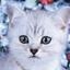 Chat en folie