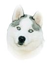 Husky un jour...
