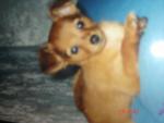 Mandy le pincher papillon