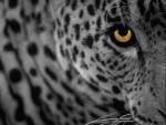 Bi�nvenu�