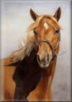 Le mon des chevaux 