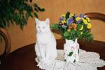 lili mon chat