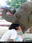amour