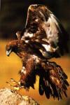 hicham_raja.vip-blog.com