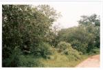 la foret